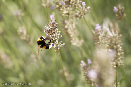 Hommel in de lavendel