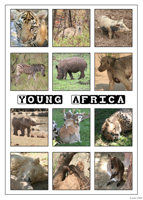 Young Africa