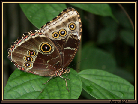 mooie vlinder