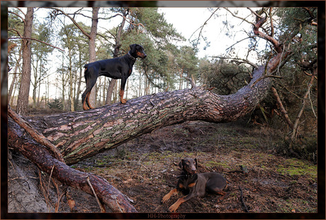 Onze Dober als Klimgeitje