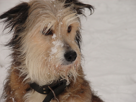 Kootje, vriendinnetje van mijn hond Harry