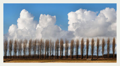 Populieren en Wolken 1