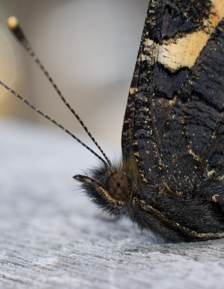 close up van een rustende vlinder