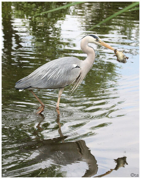 Reiger pakt jong eendje