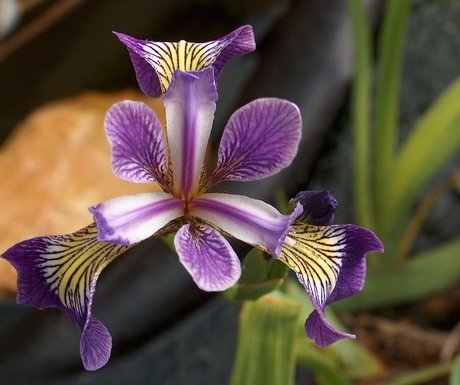 iris