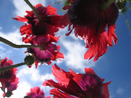 Zomerse papavers