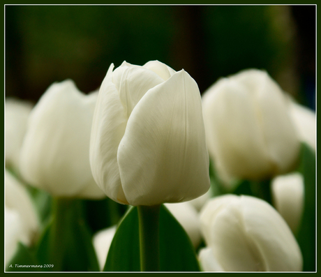 Witte tulp