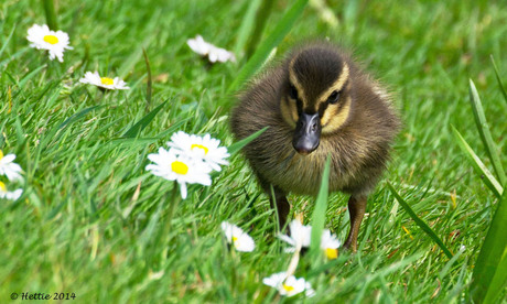 Zo schattig!