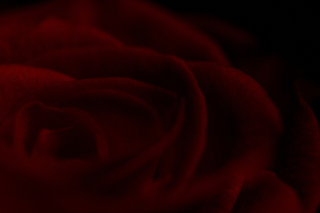 Rose in the dark....