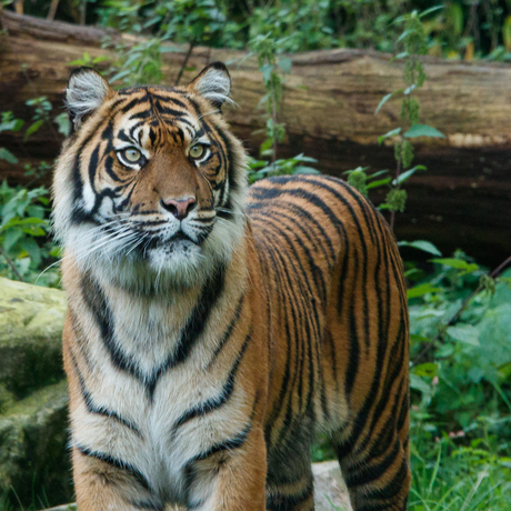 Sumatraanse tijger in Burgers' Zoo