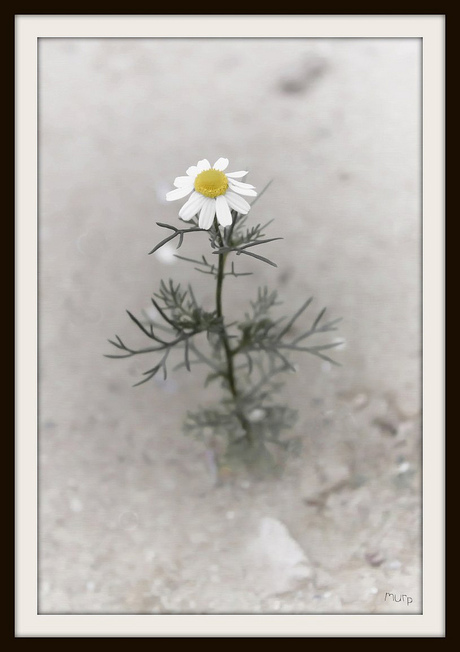 eerste bloem op de maan