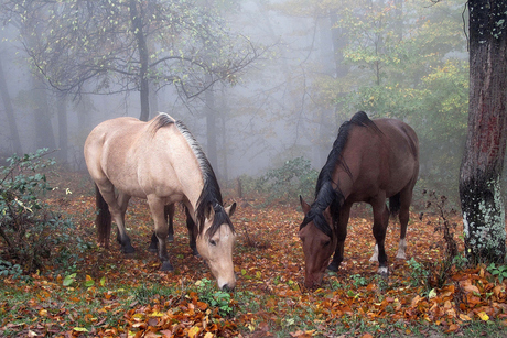 Paarden in reflexie in mistig bos.
