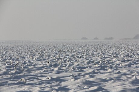 Winter stoppelveld