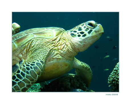 Green Turtle