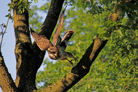 buizerd take off