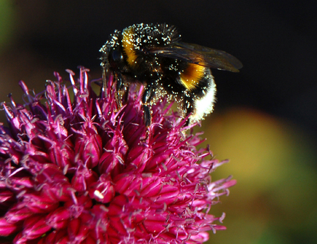 Hommel bezaaid met stuifmeel