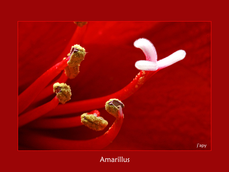 Amarillus