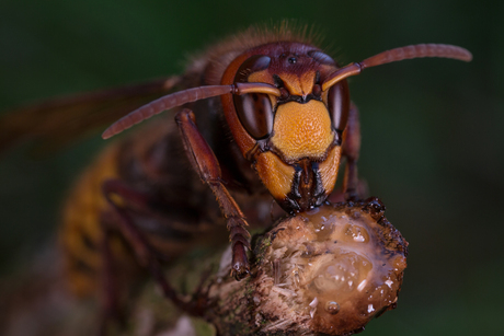 Europese hoornaar (vespa crabro)