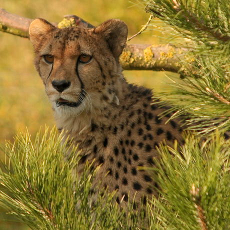 Cheetah