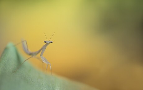 miomantis