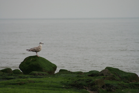 Op de pier