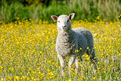 Lammetje in bloemenweide