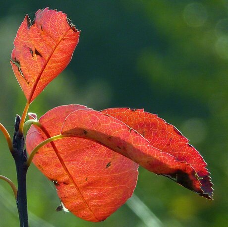 herfstblad