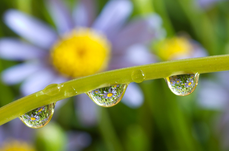 Flower bubbles