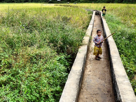 playing in the ricefields