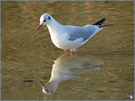 Spiegelmeeuw …