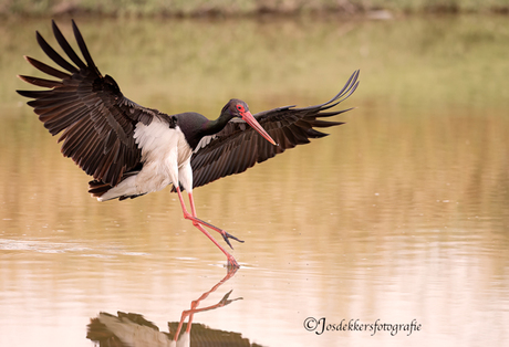 zwarte ooievaar
