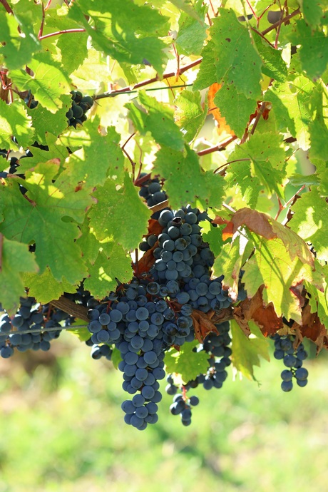 Toscaanse druiven