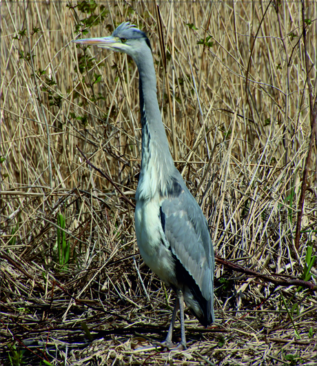 Blauwe Reiger