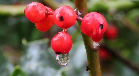 close-up regendruppel