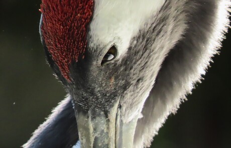 Kraanvogel (Groot zien)