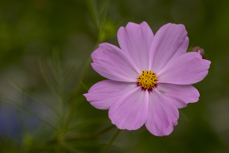 Cosmea