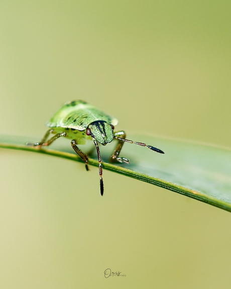 Groene schildwants 