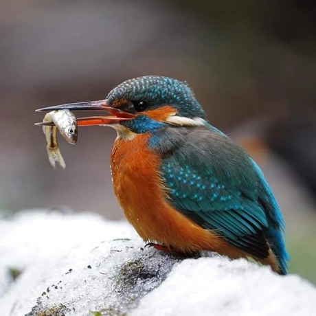 ijsvogel in sneeuw