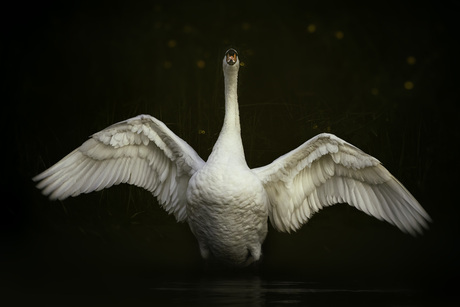 De vleugels uitslaan 