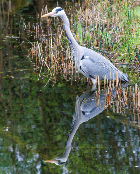 Blauwe reiger