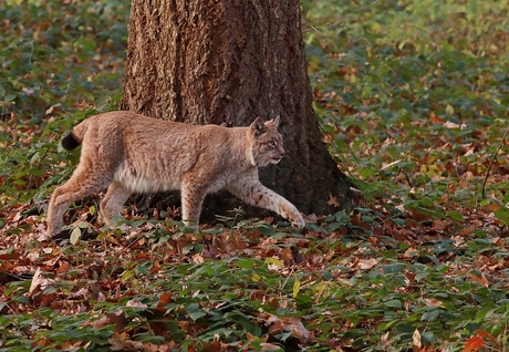 Lynx