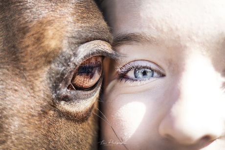 Another beautiful eyephotograph of mine between horse and human