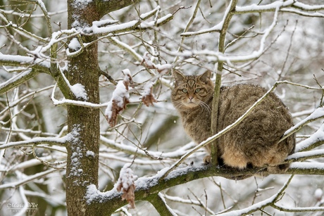 Veilig hoog in de boom