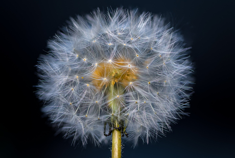 Paardenbloem