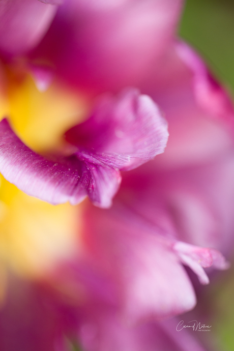 Soft pastels..