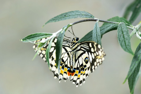 Papilio demoleus