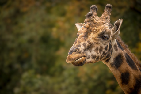 Portret Giraffe