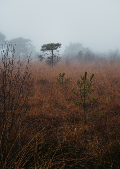 Mist in de Groote Peel