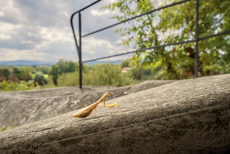 Biddend voor de wereldvrede… 🤔