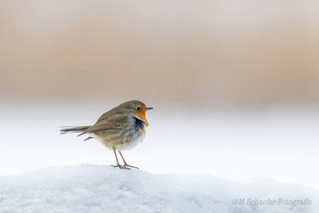 Roodborstje in de sneeuw